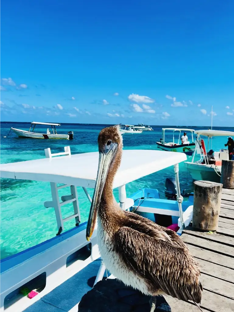 Cancun Coastal Wonders