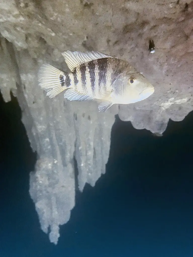 Mayan Cenote Immersion